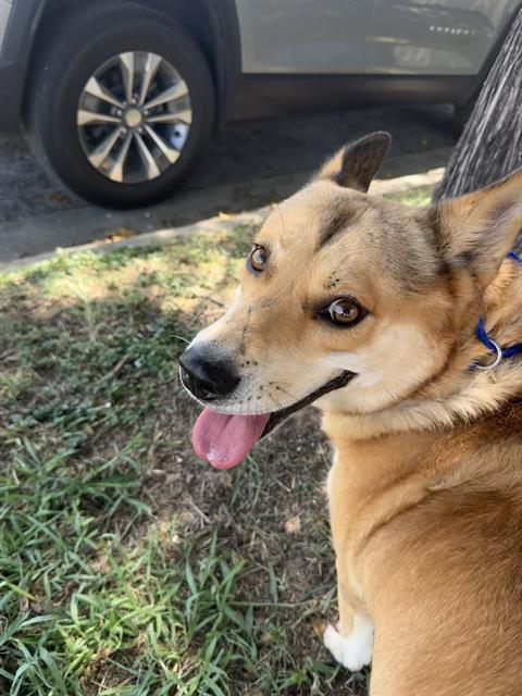 John, a Shepherd (mix breed), available for adoption