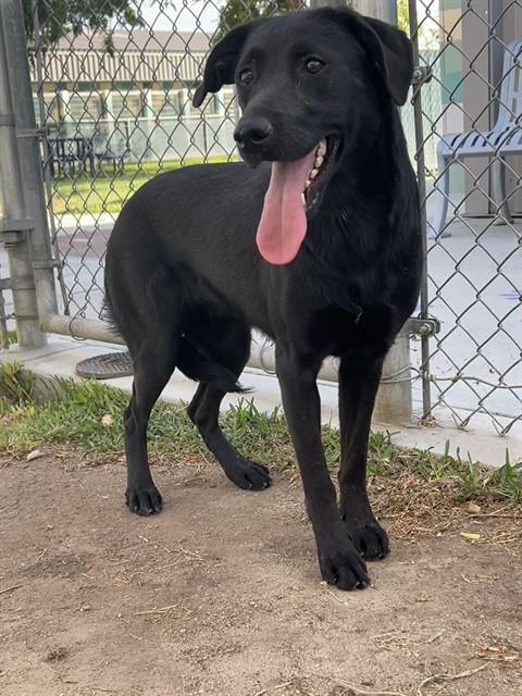 Anabelle, a Flat-coated Retriever (mix breed), available for adoption