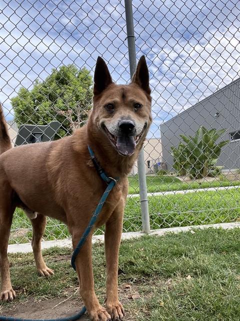Charlie, a Cattle Dog (mix breed), available for adoption