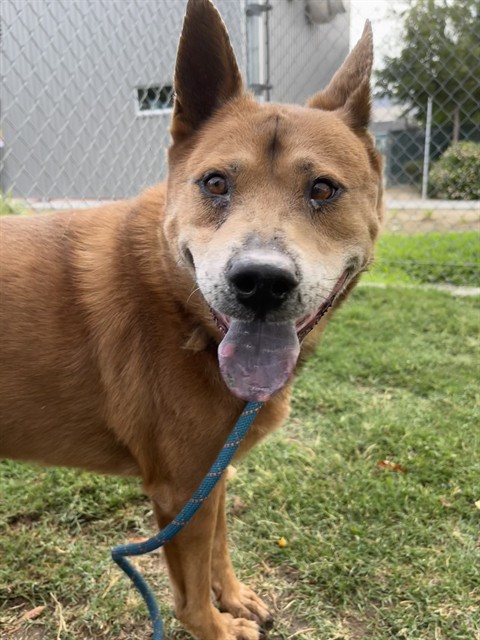 Charlie, a Cattle Dog (mix breed), available for adoption