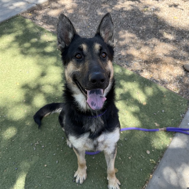 Cruisin, a German Shepherd (mix breed), available for adoption