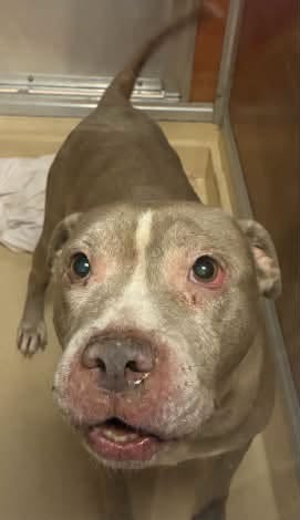 Lady, a American Bulldog, available for adoption