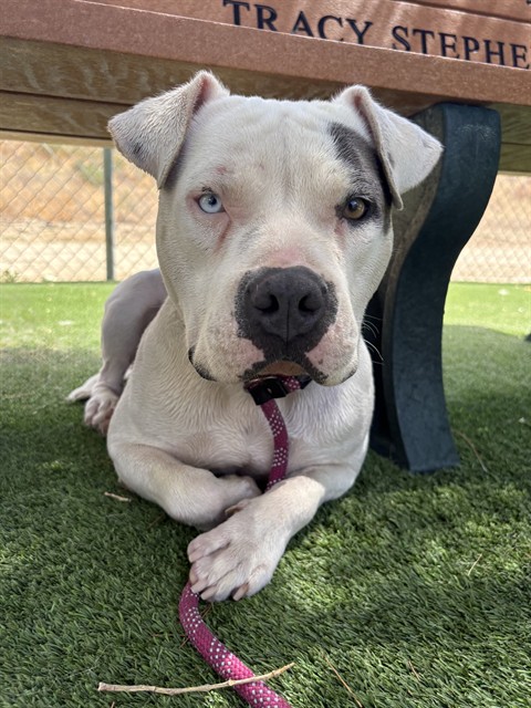 Roxy, a American Staffordshire Terrier, available for adoption