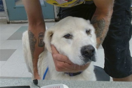 A479974, a Labrador Retriever, available for adoption