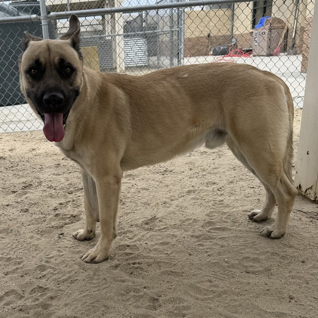 Daryl, a Anatolian Shepherd (mix breed), available for adoption