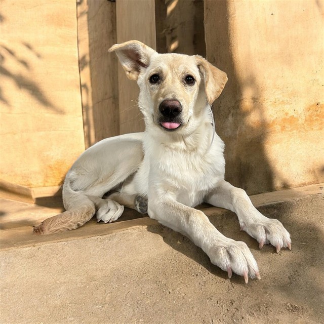 Samantha, a German Shepherd, available for adoption