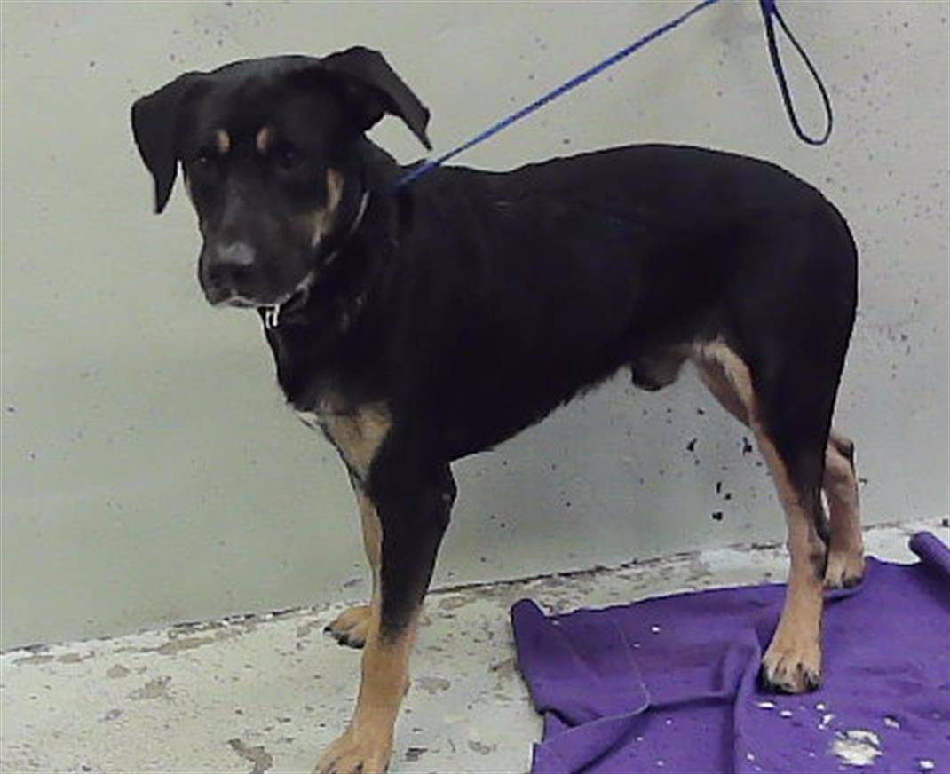 Echo, a Entlebucher (mix breed), available for adoption