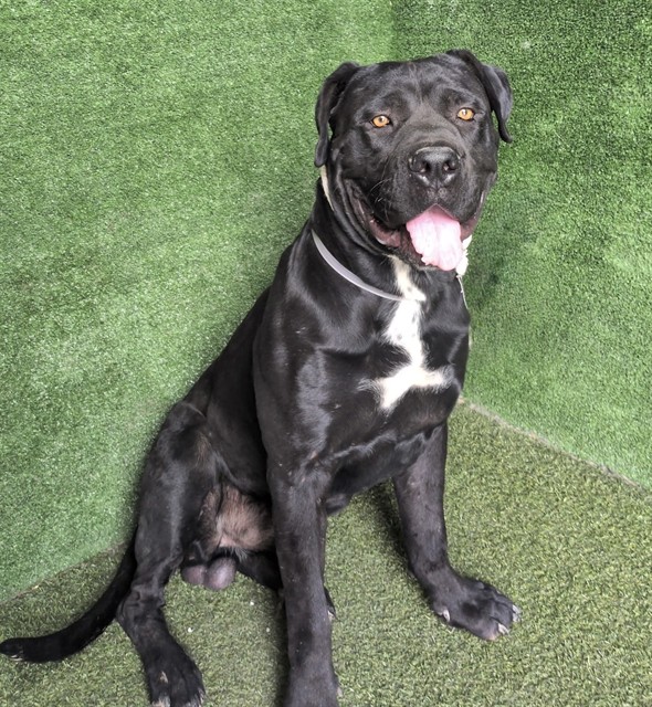 Midnight, a Cane Corso Mastiff, available for adoption