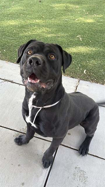 Midnight, a Cane Corso Mastiff, available for adoption
