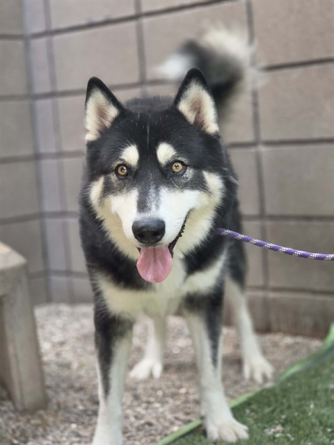 Buccaneer, a Siberian Husky (mix breed), available for adoption