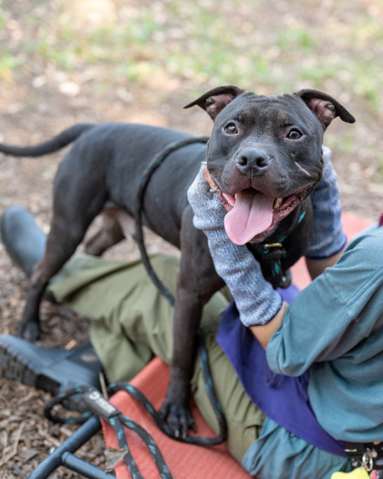 Shadow, a Pit Bull Terrier (mix breed), available for adoption