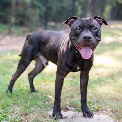 Other Photos of thie Dog