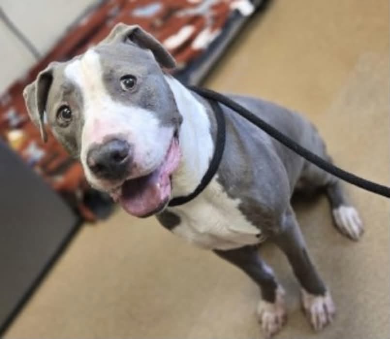 Chewy, a Pit Bull Terrier (mix breed), available for adoption