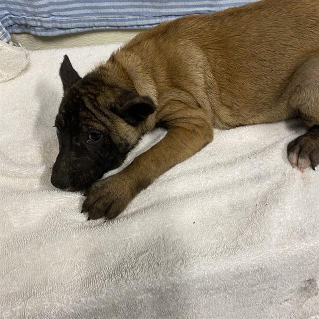 A614246, a Belgian Shepherd Malinois, available for adoption