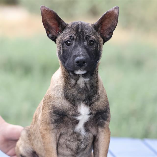 Cha Cha, a Belgian Shepherd Malinois, available for adoption