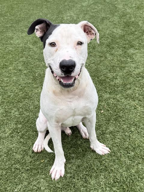 Maxwell, a American Staffordshire Terrier (mix breed), available for adoption