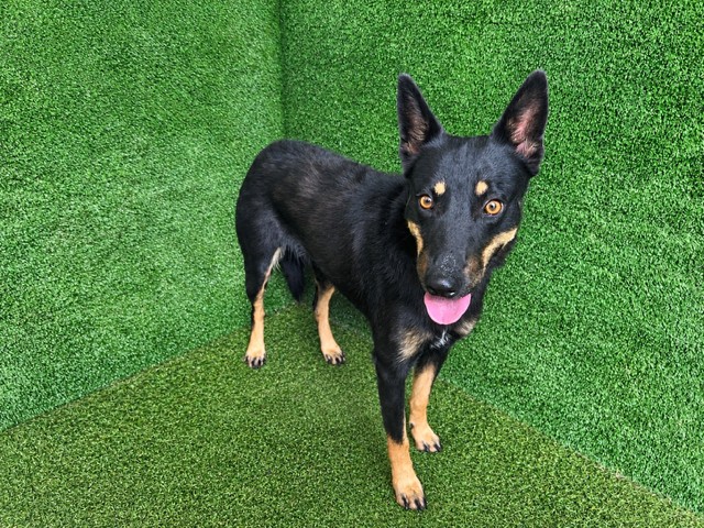 Cutie, a Australian Cattle Dog/Blue Heeler, available for adoption