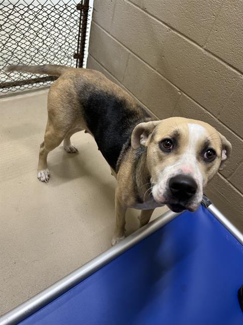Marshmallow, a Pit Bull Terrier, available for adoption