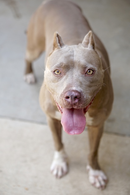 Emmie, a Pit Bull Terrier, available for adoption