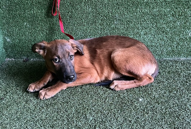 Dodger, a German Shepherd, available for adoption