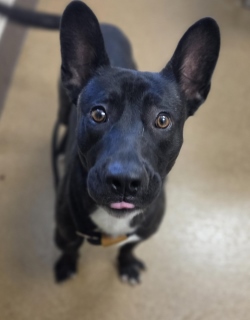 Stitch, a Pit Bull Terrier (mix breed), available for adoption