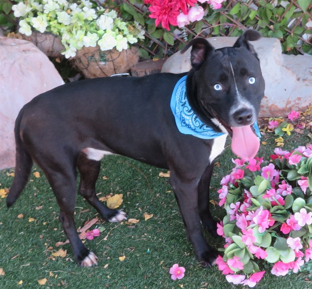 Jasper, a Black Labrador Retriever (mix breed), available for adoption
