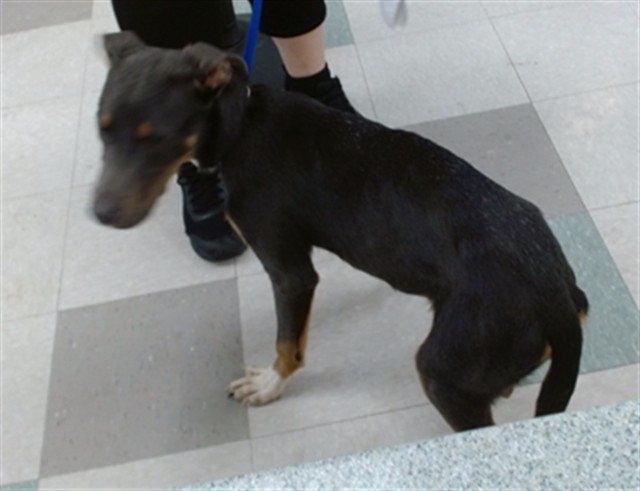 A480741, a Rhodesian Ridgeback (mix breed), available for adoption