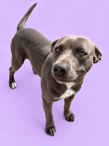 Twinkle, a Pit Bull Terrier (mix breed), available for adoption