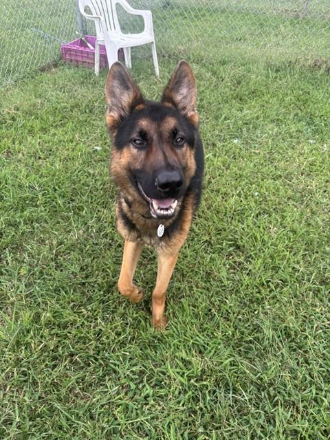 Baylor, a German Shepherd, available for adoption