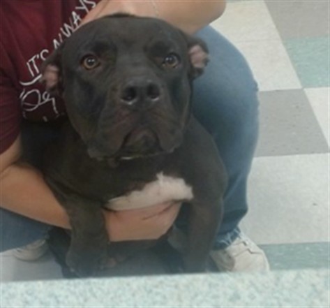 A480817, a Pit Bull Terrier, available for adoption
