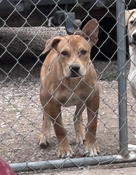 A480949, a Pit Bull Terrier, available for adoption