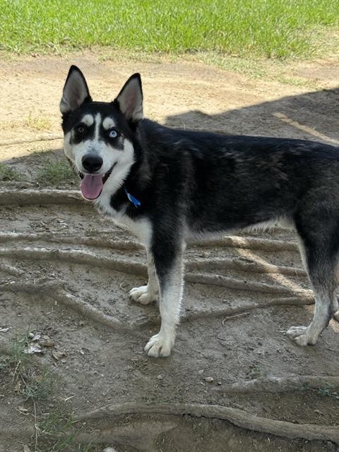Neo, a Siberian Husky (mix breed), available for adoption