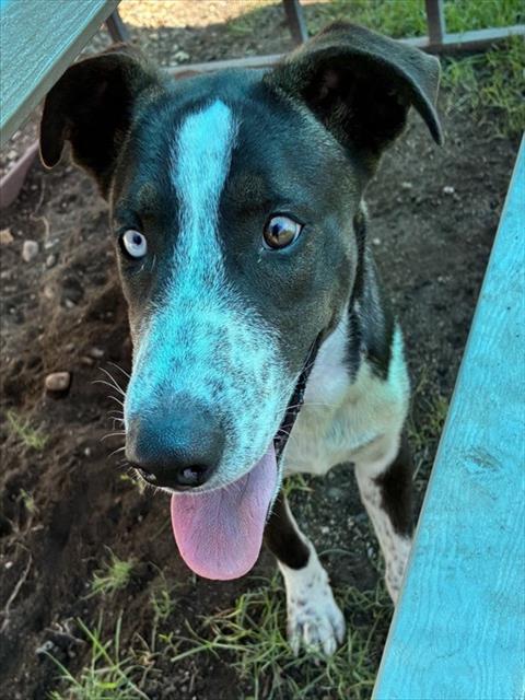 Elk, a Pointer (mix breed), available for adoption