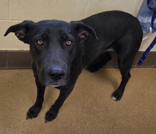 Ozzie, a Labrador Retriever (mix breed), available for adoption