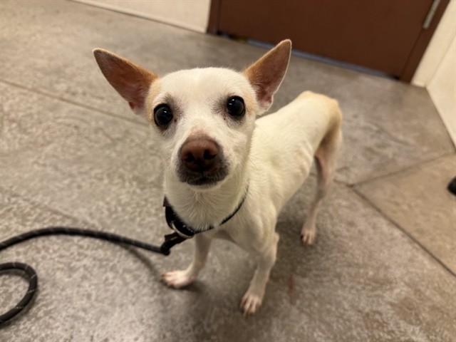 Tofu, a Chihuahua, available for adoption