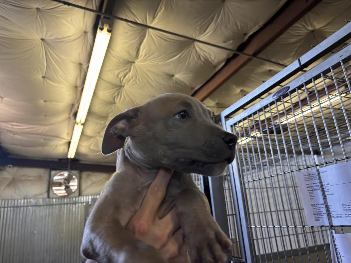 88882, a American Staffordshire Terrier (mix breed), available for adoption