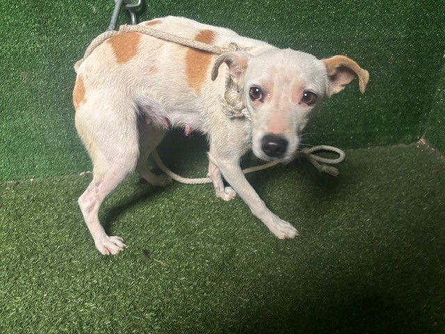 Clarissa, a Chihuahua, available for adoption