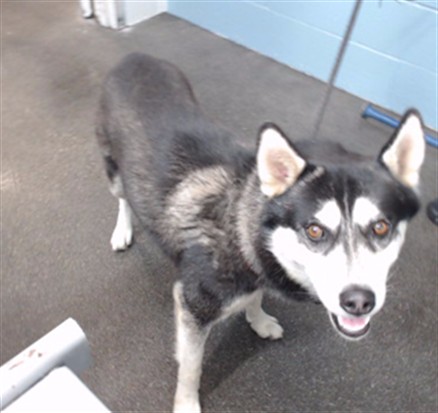 Bandit, a Siberian Husky, available for adoption