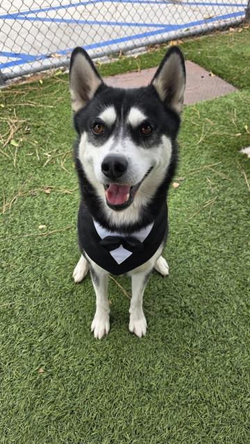 Bandit, a Siberian Husky, available for adoption