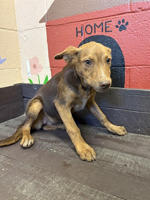 Seahorse, a German Shepherd, available for adoption