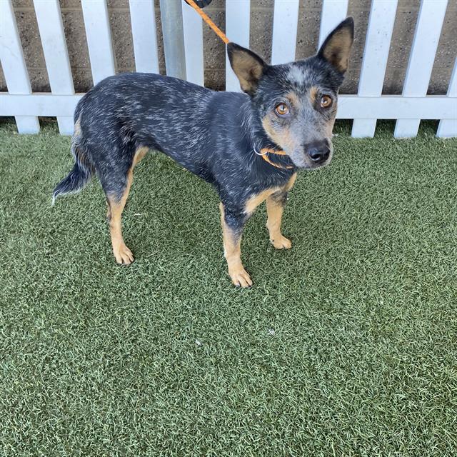 Smokey, a Cattle Dog, available for adoption