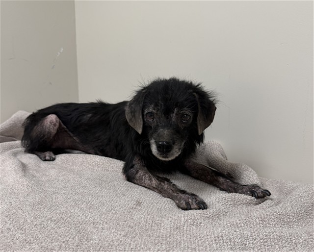 A5804100, a Terrier, available for adoption