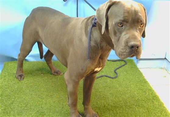 Max, a Cane Corso Mastiff, available for adoption