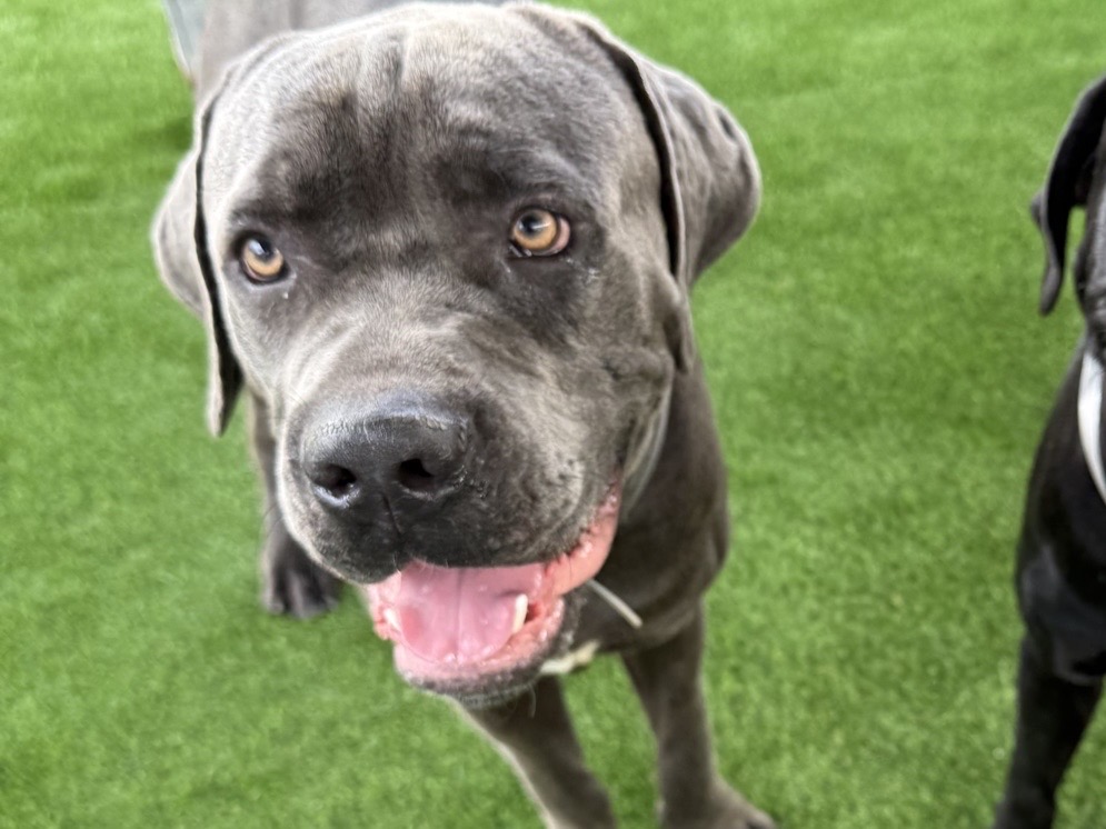 Max, a Cane Corso Mastiff, available for adoption