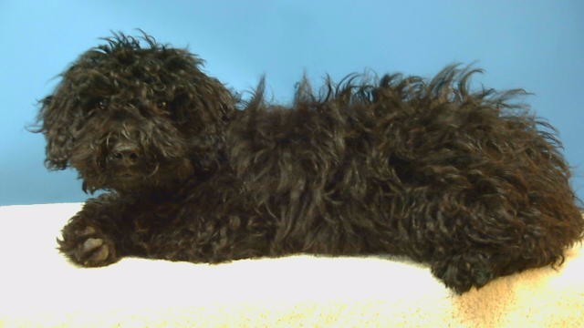 A5804272, a Poodle, available for adoption