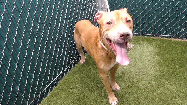 George, a Bullmastiff, available for adoption