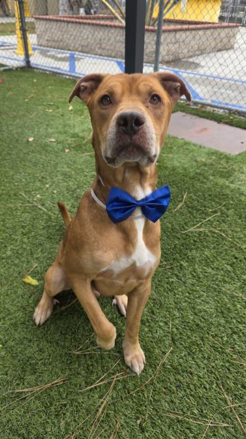 George, a Bullmastiff, available for adoption