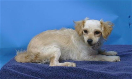 Peaches, a Chihuahua, available for adoption