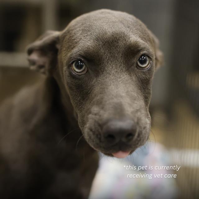 Storm, a Terrier, available for adoption