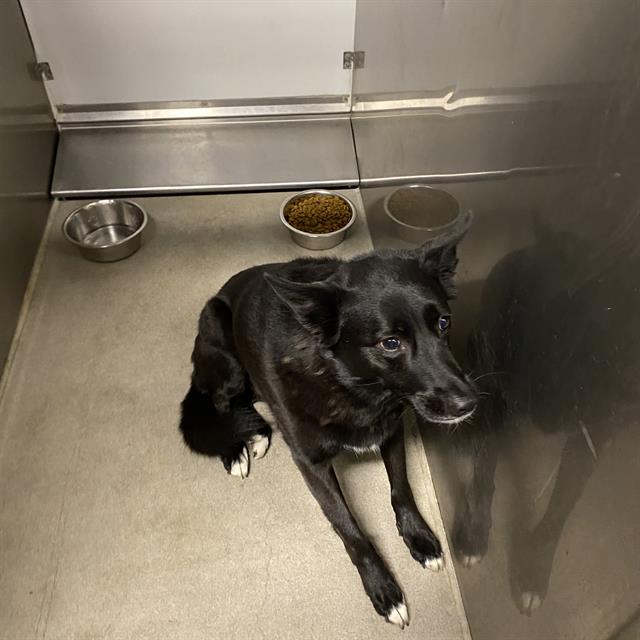 Ember, a Border Collie, available for adoption